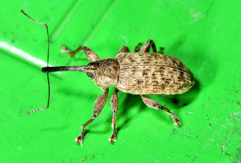 Curculionidae:   Dorytomus filirostris  e Dorytomus longimanus, femmina